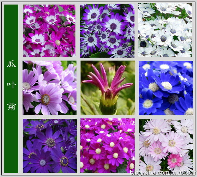 花卉名称大全-313种草本木本花卉图片-你知道这是什么花么