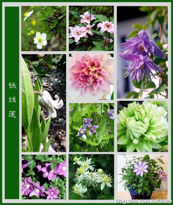 花卉名称大全313种草本木本花卉图片你知道这是什么花么