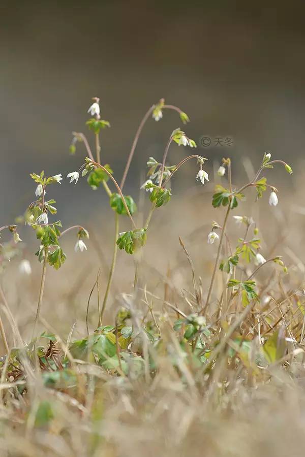 天时之标杆天葵