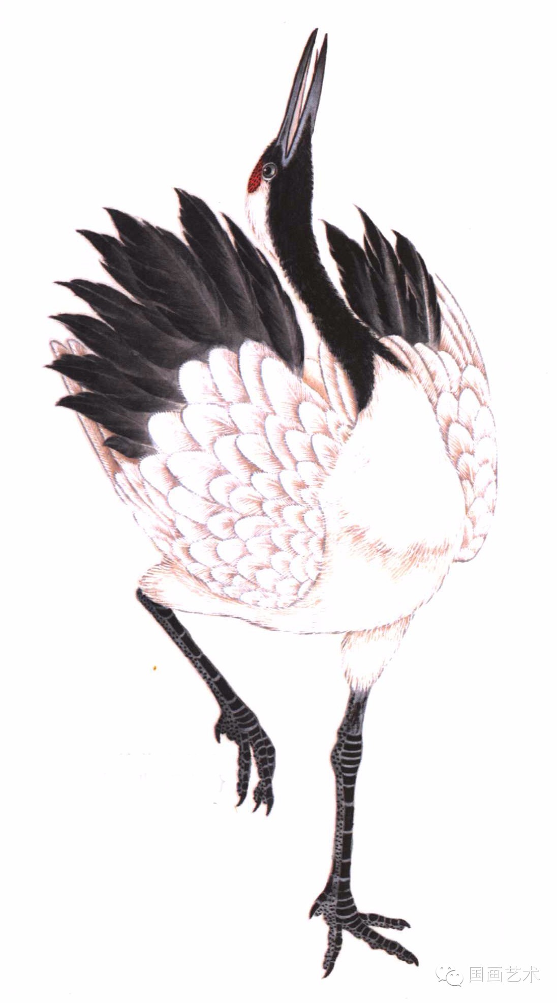 教程工笔水禽画法与线描画谱