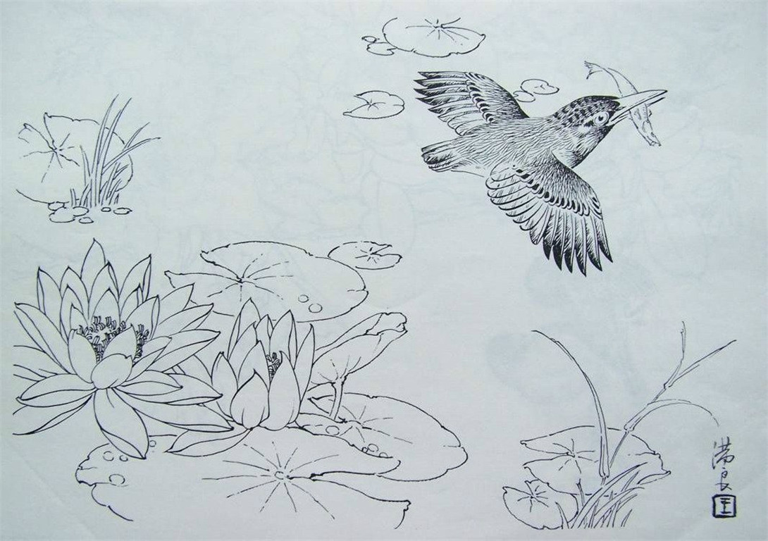 国画家王满良工笔白描花鸟稿10p