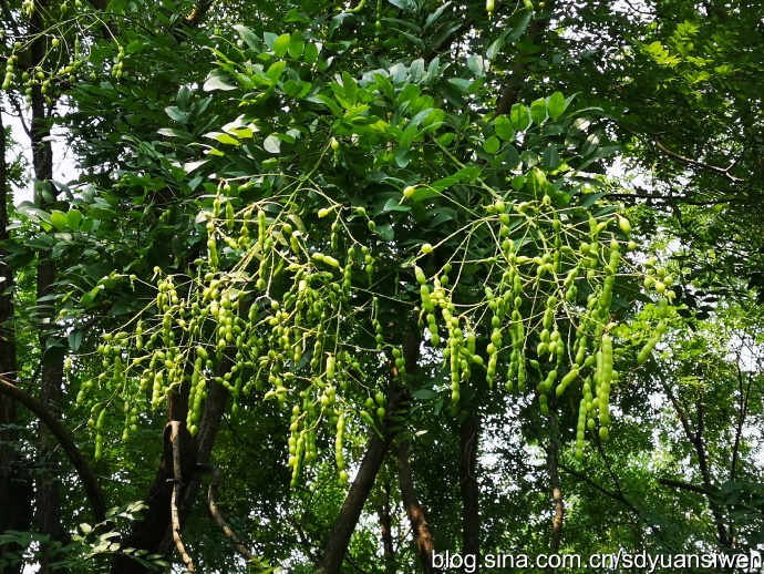 槐角味苦,性寒,归肝,大肠经.功用:凉血止血;清肝明目.