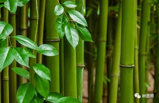 竹子的种类及应用附识别图片
