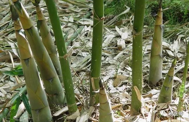 麻竹麻竹别称甜竹,大头典竹,大头竹,青甜竹,大叶乌竹,马竹等,竿高20