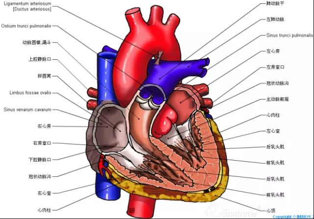 影像解剖这组心脏解剖图太赞了珍藏