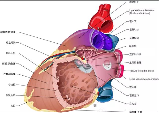 右心耳,心界沟,右心房,心底,冠状动脉沟,肺动脉干,动脉圆锥及漏斗,右
