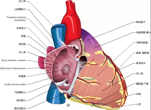 右心耳,心界溝,右心房,心底,冠狀動脈溝,肺動脈幹,動脈圓錐及漏斗,右