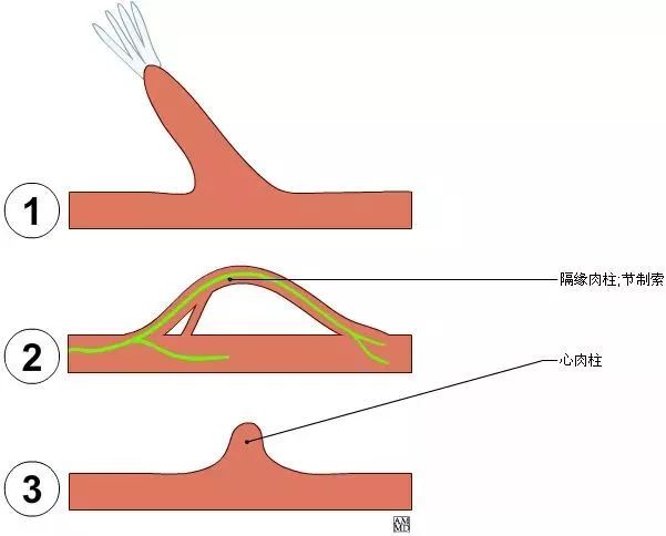 右心耳,心底,冠状动脉沟,右心房,动脉圆锥及漏斗,右心室,心顶,心尖