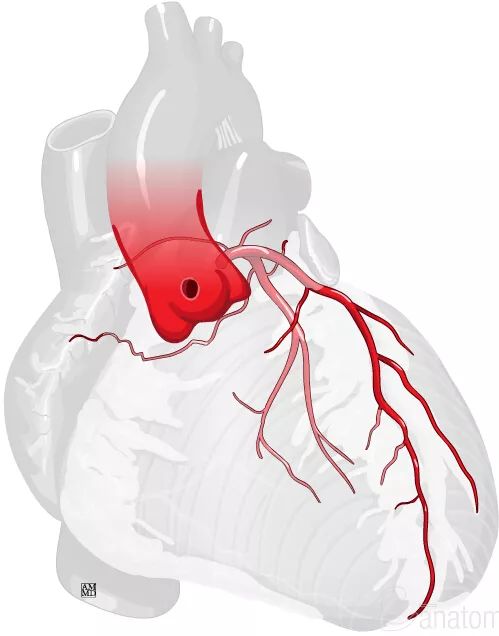 右心耳,心底,冠状动脉沟,右心房,动脉圆锥及漏斗,右心室,心顶,心尖