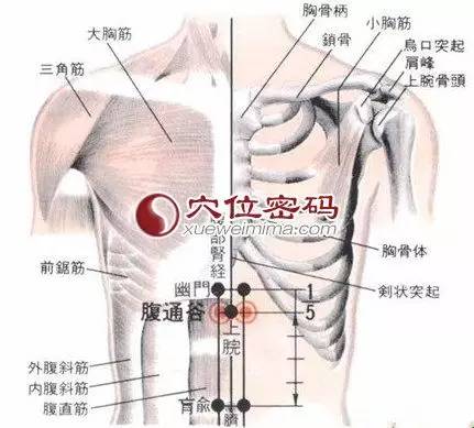 通骨的准确位置图片图片