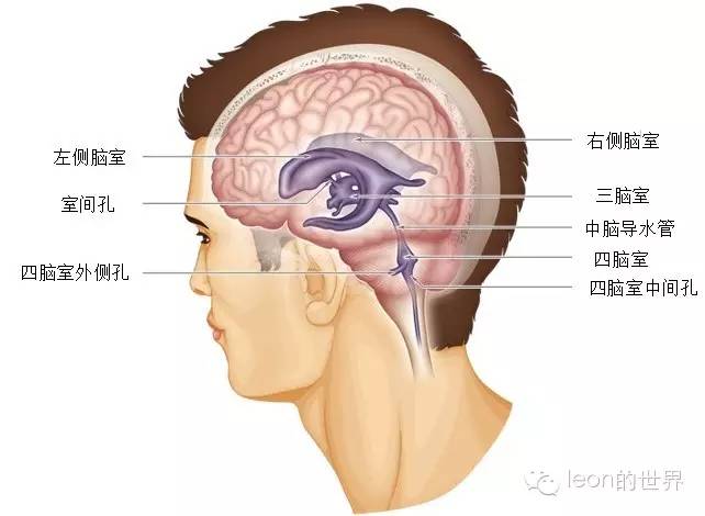 侧脑室颞角解剖位置图片