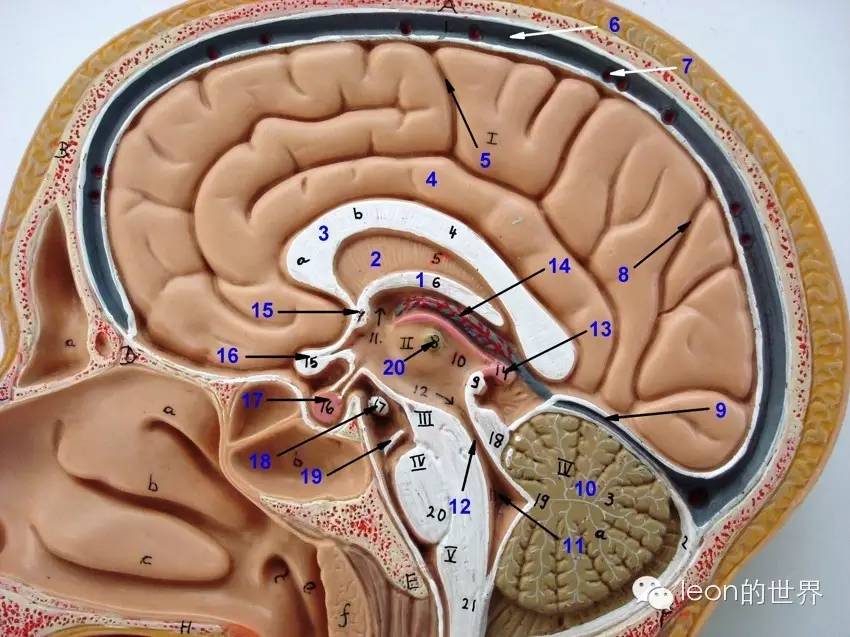 美图联播▏史上最全三脑室解剖图谱