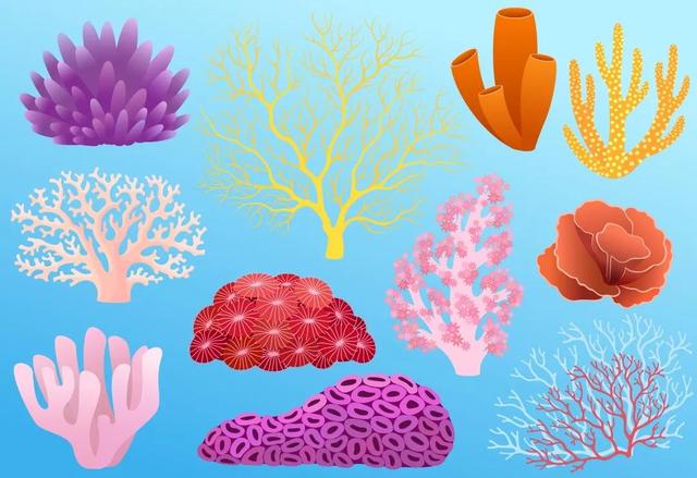 珊瑚品种图鉴大全图片