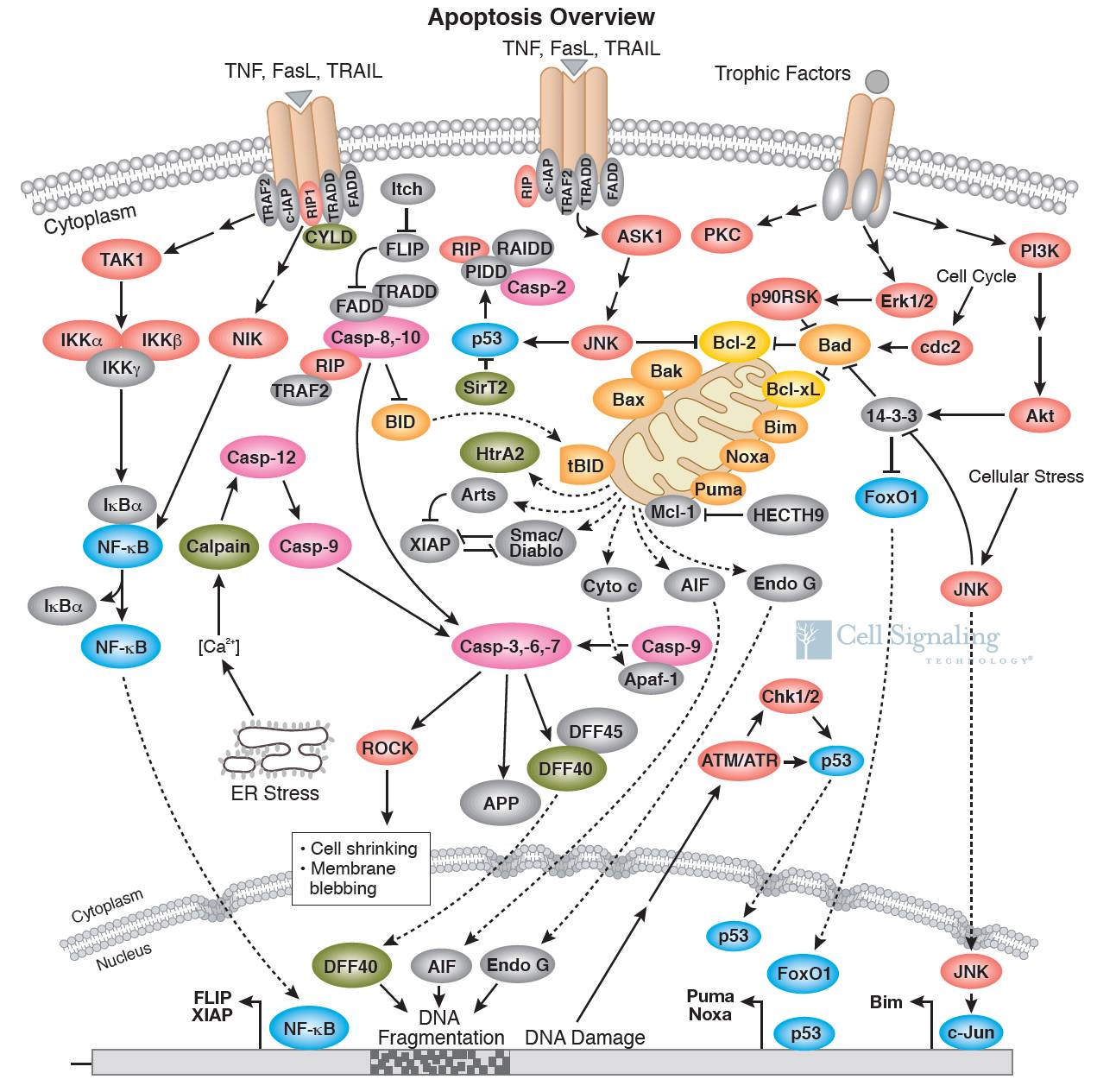 干货细胞信号通路图解之细胞凋亡信号通路珍藏版