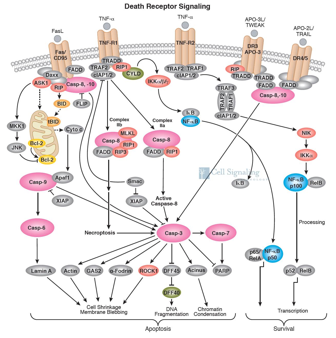 干货细胞信号通路图解之细胞凋亡信号通路珍藏版