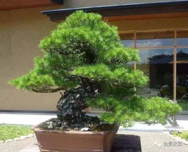 高手们用这些方法给马尾松盆景造型让你少走弯路