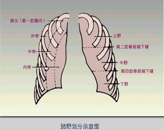 怎样阅读胸片