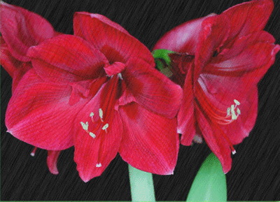 动态图片雨的旋律