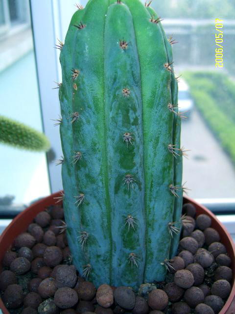 仙人掌科植物——(九)龙神柱属,近卫柱属,残雪柱属 - 好网角收藏夹