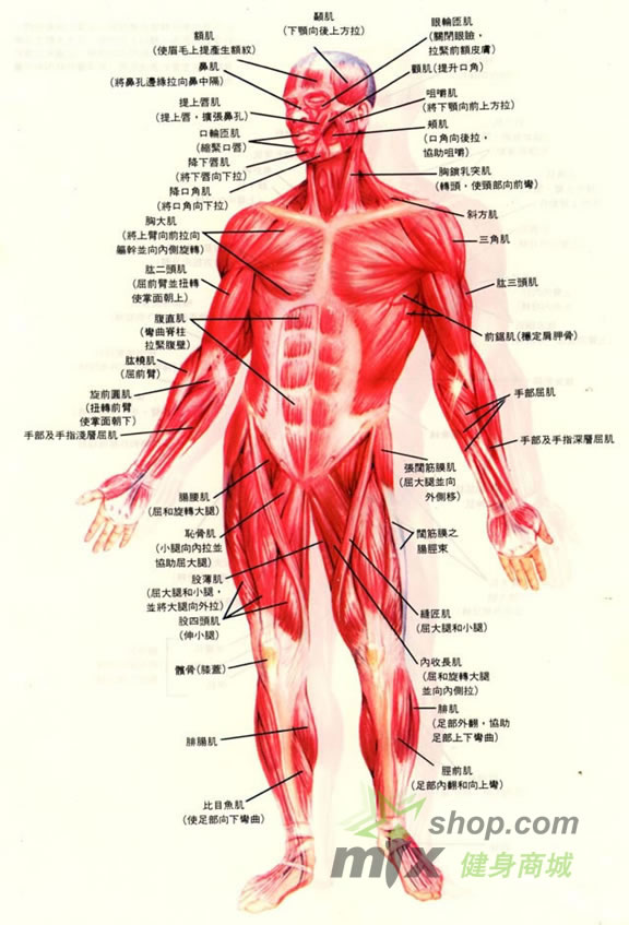 肌肉群的位置与功能