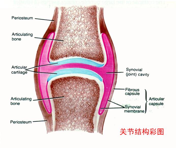 九大关节基本构造