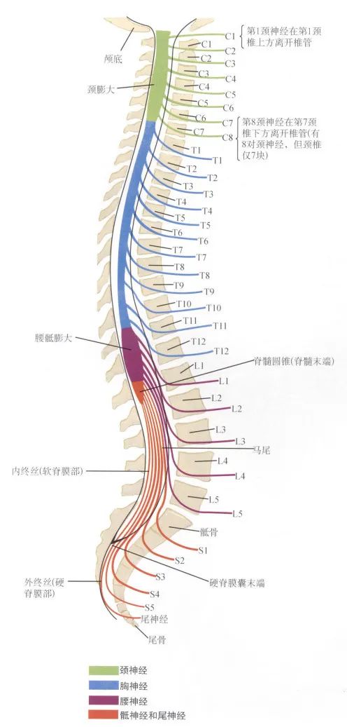 脊髓节段对应关系表图片