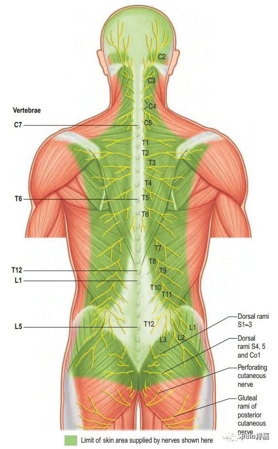 脊神经分支及其支配区最全整理
