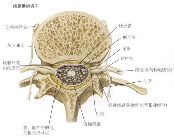 脊神经后内侧支图片