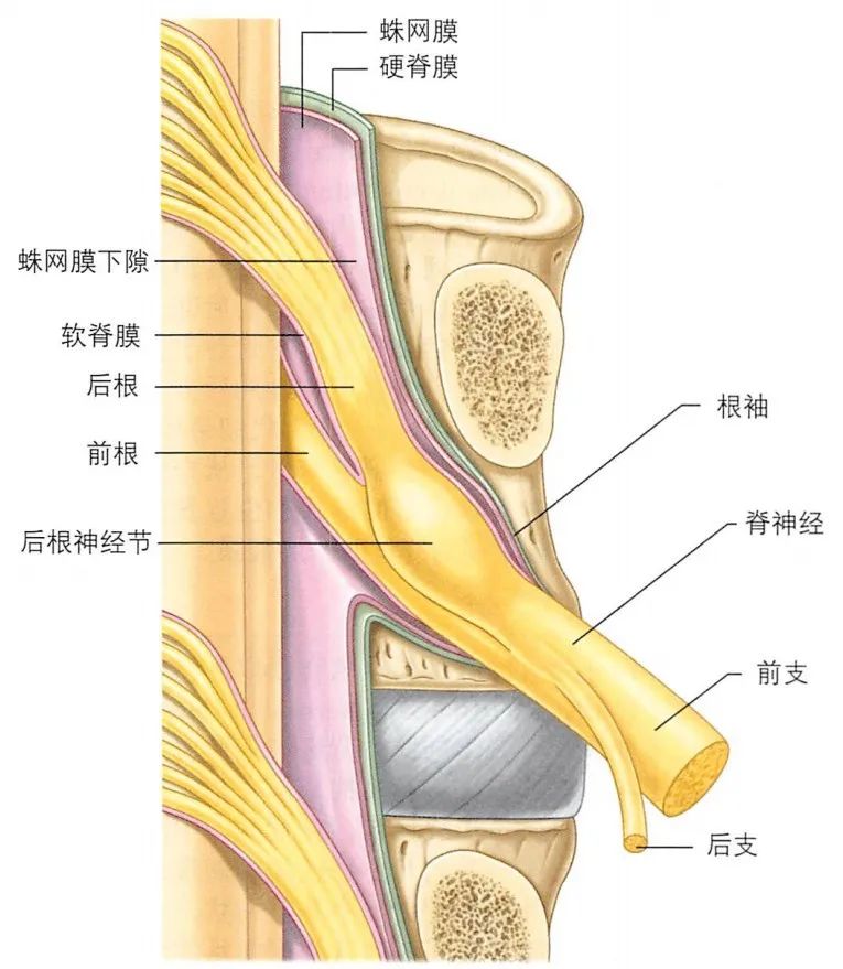 脊柱神经根解剖图图片