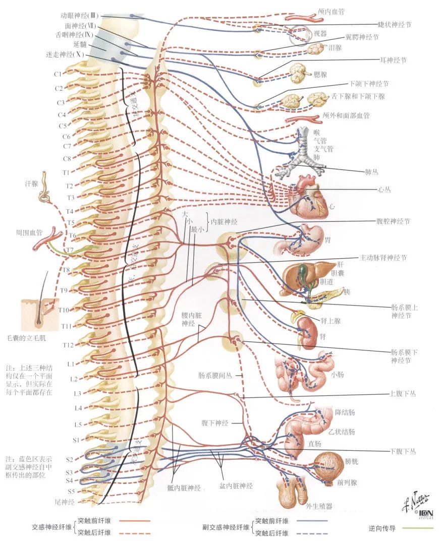 神经支配区域图图片