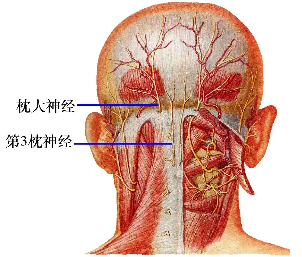 第三枕神经位置图片图片