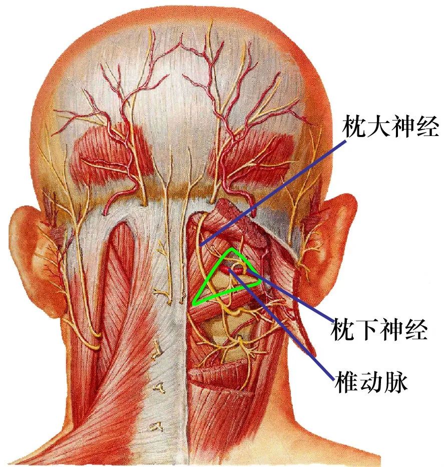 枕小神经的位置示意图图片