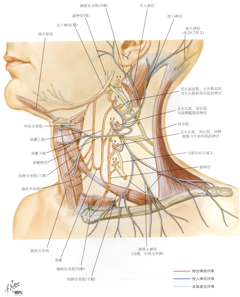 颈丛示意图膈神经2.