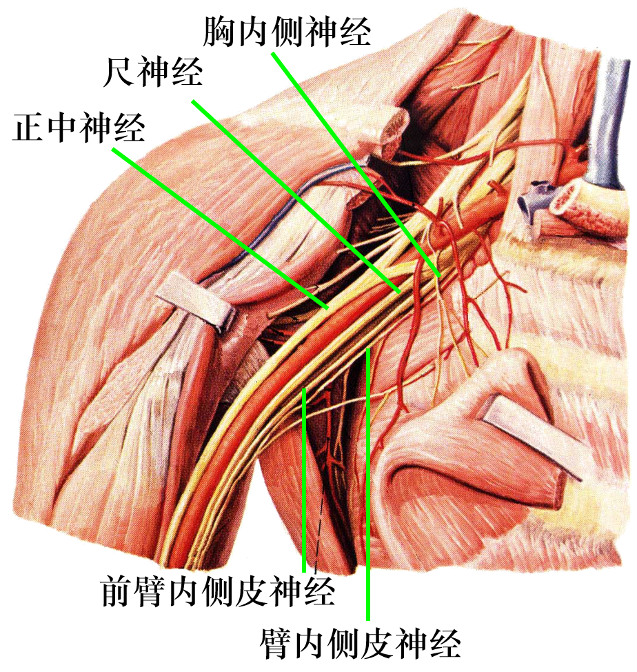 脊神经分支及其支配区最全整理