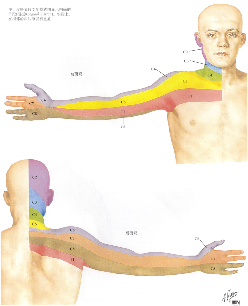 上肢的皮肤节段性神经支配3 胸神经的前支典型的胸神经4