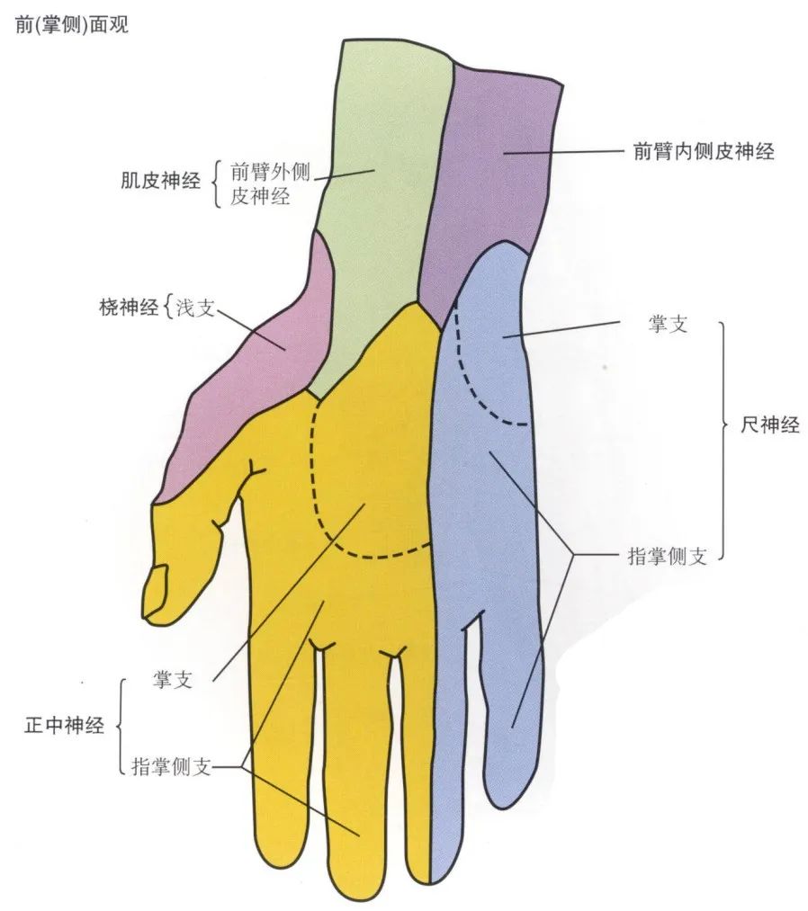 脊神经分支及其支配区最全整理