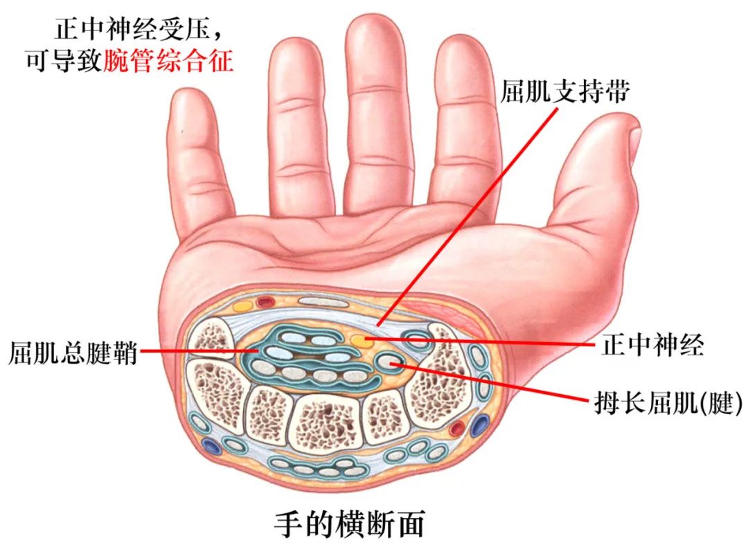 正中神经支配的区域图图片