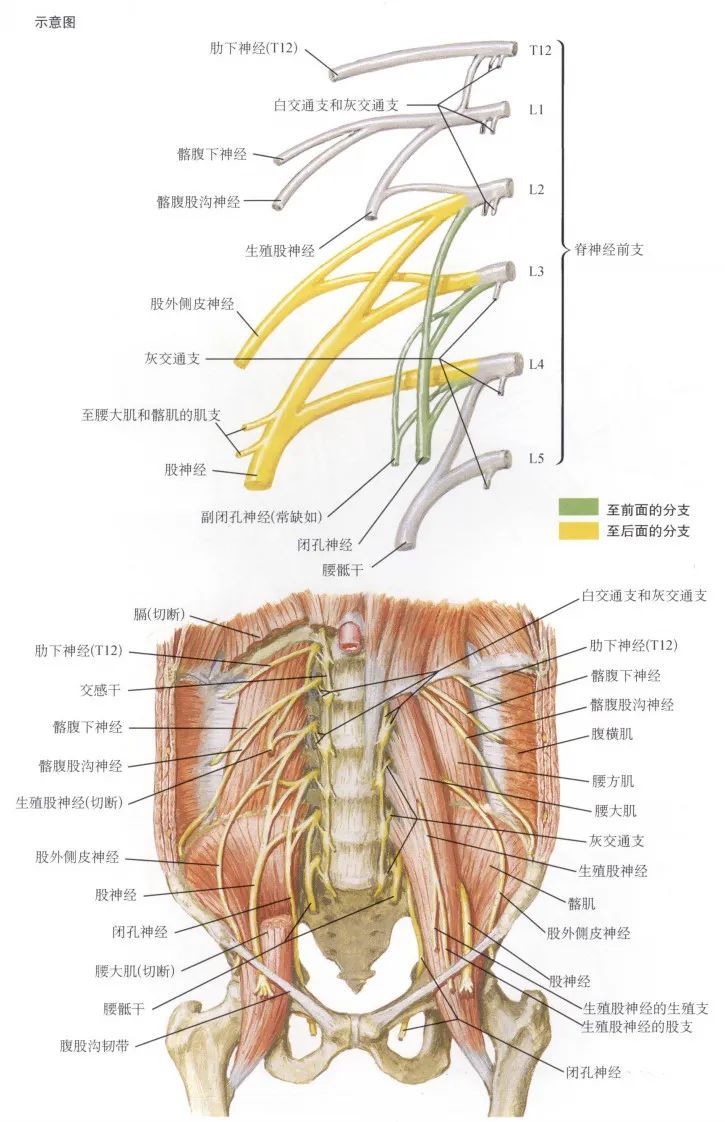 腰丛股神经和股外侧皮神经闭孔神经右下肢皮神经及其分布区和起源节段