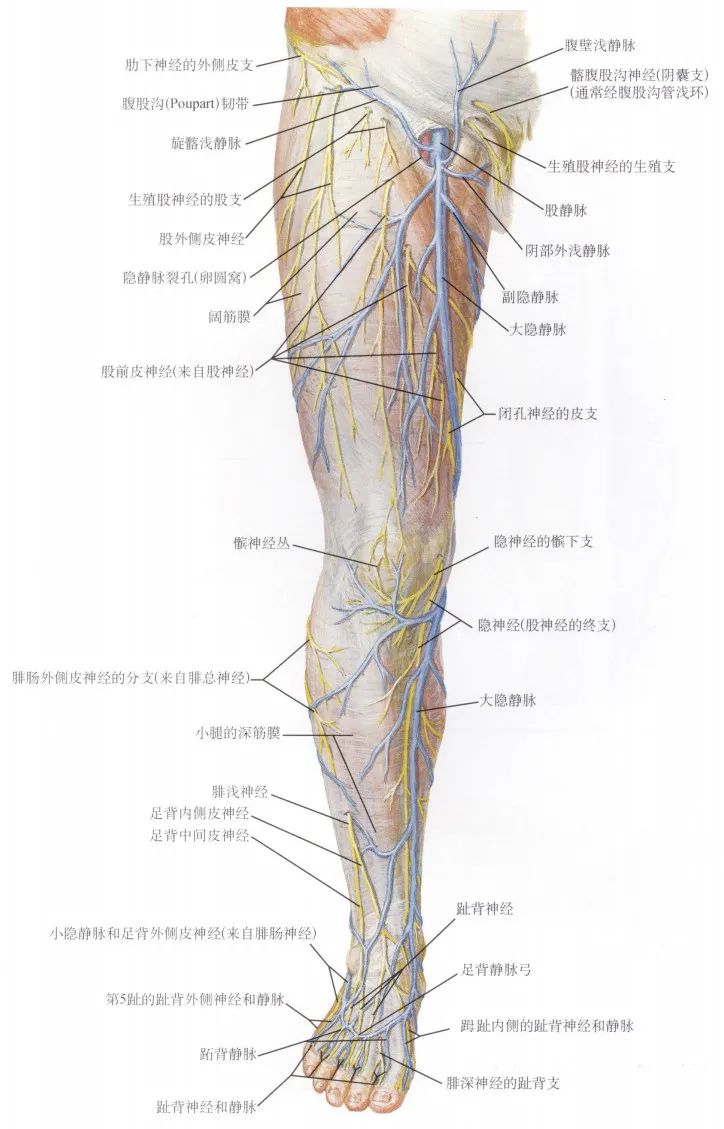 下肢神经支配分布图图片