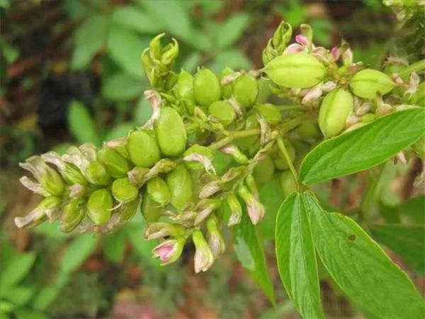 千斤拔20克,杜仲15克,猪尾1条,生姜2片煲2小时.