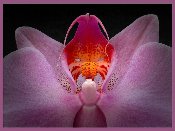 奇花异草稀世罕见6