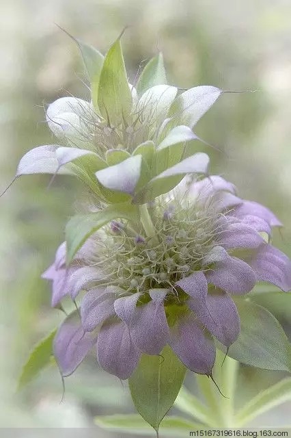 奇花异草稀世罕见6