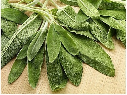 香草系列巴格旦鼠尾草