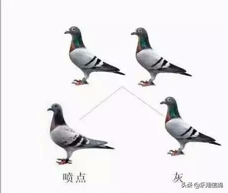 信鸽遗传公式图解图片