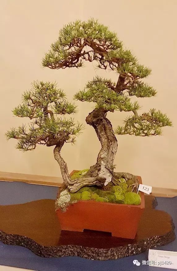 意大利盆景盛会回顾