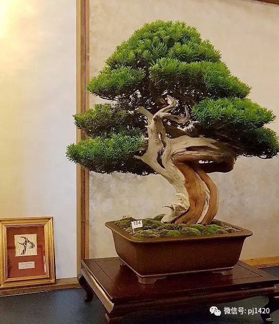 意大利盆景盛会回顾