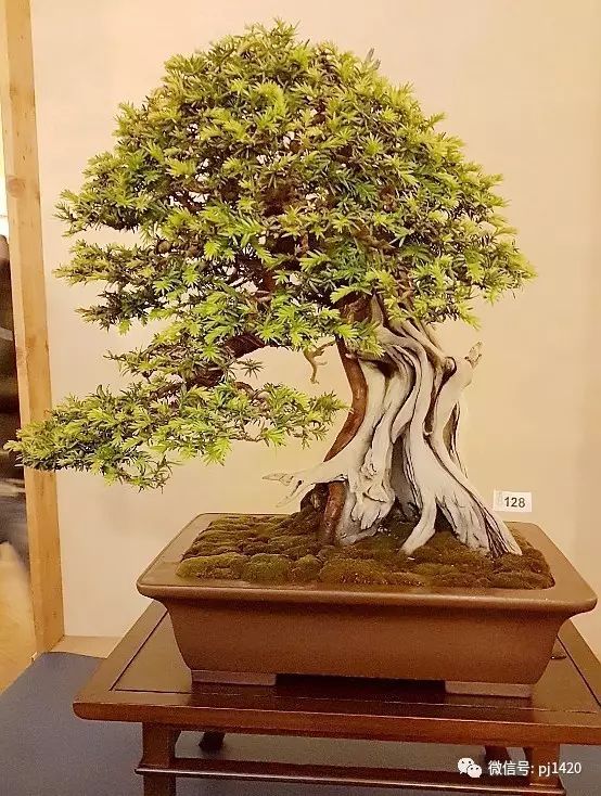 意大利盆景盛会回顾