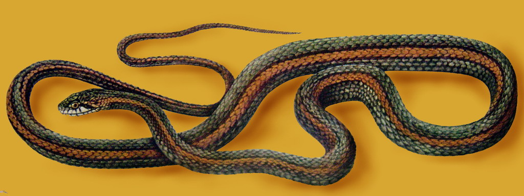 中国蛇类图谱下57p