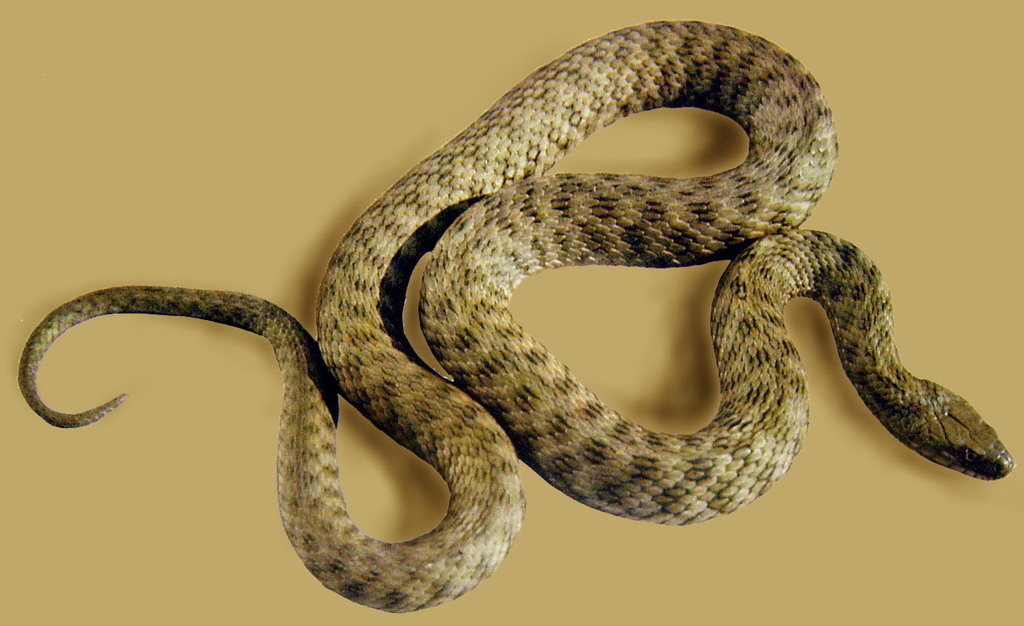 尖喙蛇红点锦蛇滑鼠蛇海蝰绞花林蛇白唇竹叶青灰