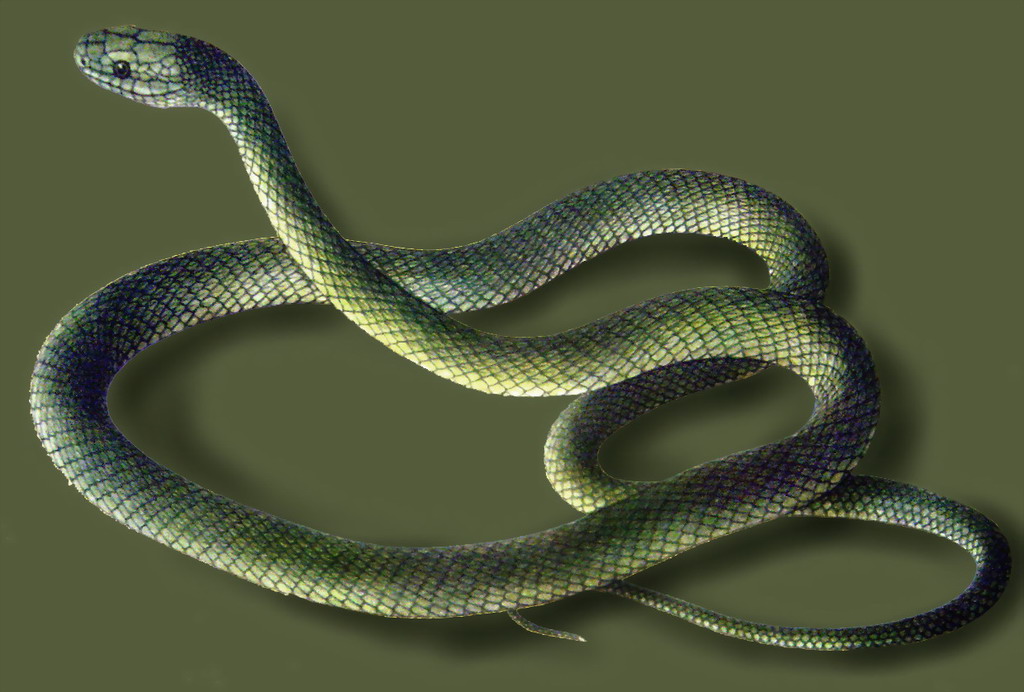 乌游蛇玉斑锦蛇棋斑游蛇尖喙蛇红点锦蛇滑鼠蛇海蝰绞花林蛇白唇竹叶 